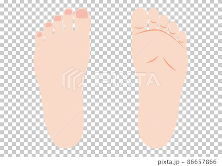 女性左鞋底和腳背 86657866