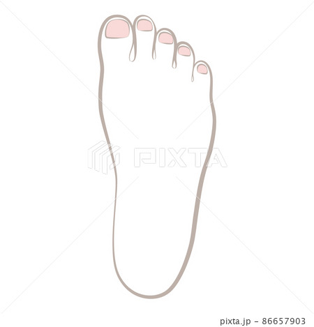 女性の右の足の甲 86657903