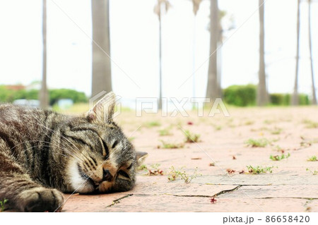 寝ている野良猫 寝ている野良猫 86658420
