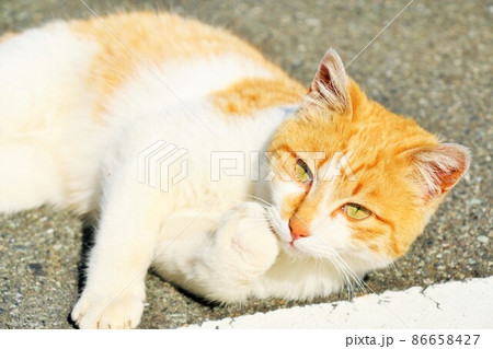 野良猫 野良猫 86658427