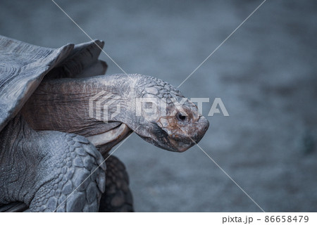 ケヅメリクガメ ケヅメリクガメ 86658479