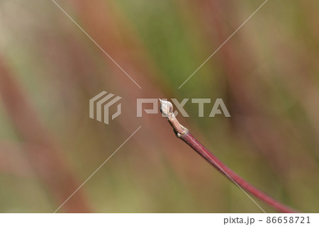 Siberian dogwood 86658721