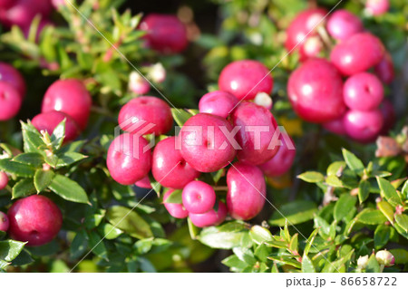 Prickly heath 86658722