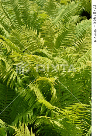 Ostrich fern 86658723
