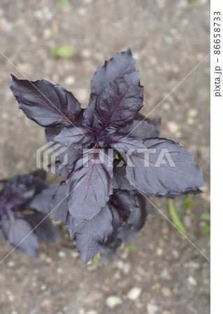 Dark Opal basil 86658733