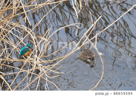 野鳥　水辺の鳥　カワセミとコガモの雌 86659394