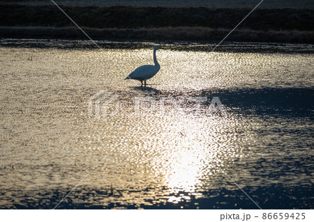 夕暮れの田んぼにたたずむコハクチョウ 夕暮れの田んぼにたたずむコハクチョウ 86659425