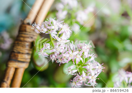 金のなる木の花 86659426