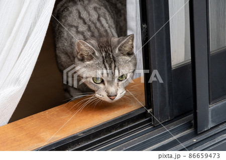 外が気になる猫 サバトラ猫 外が気になる猫 サバトラ猫 86659473