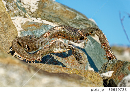 Roman ruins of Histria citadel - Romania 86659728