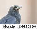 頭の良さそうなカラスの顔アップ余白有り 86659890
