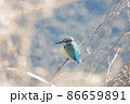 背後から撮った冬のカワセミ 86659891