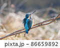 冬のカワセミの背中 86659892