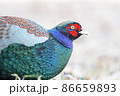 あまり鳴かないけど冬も空地にいます低姿勢のキジ 86659893