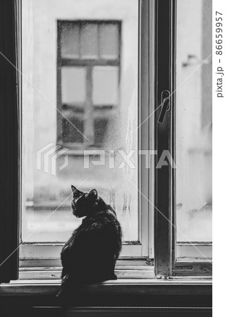 Mood photo. A dark cat is sitting by a window on a windowsill. Selective focus Mood photo. A dark cat is sitting by a window on a windowsill. Selective focus 86659957