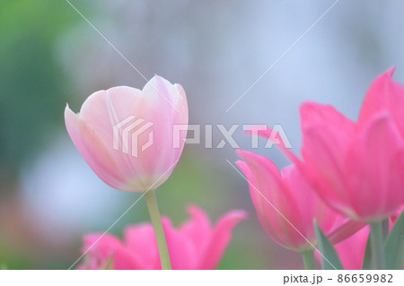 春イメージ、花盛り 86659982