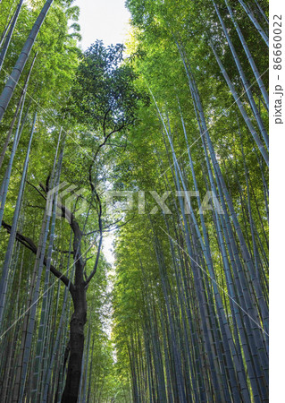 嵐山 竹林の小径 嵐山 竹林の小径 86660022