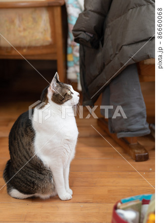 見つめる猫 キジトラ猫 見つめる猫 キジトラ猫 86660068