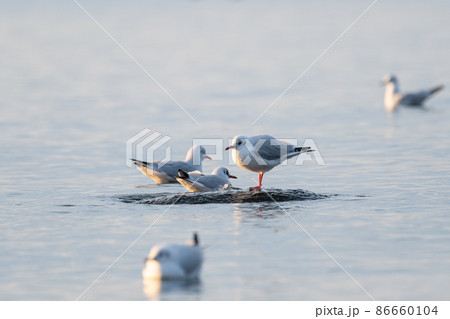 羽を休めるカモメ 86660104