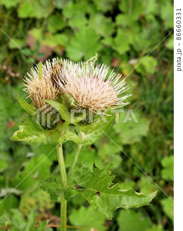 アザミゴボウの花 Cirsium oleraceum アザミゴボウの花 Cirsium oleraceum 86660331