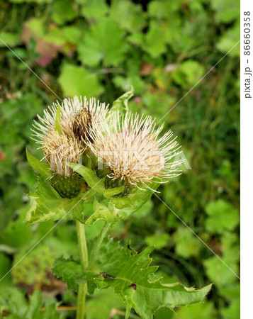 スイスの植物　アザミゴボウ (Cirsium oleraceum) 86660358