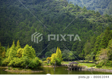 草 芝生 芝 86661044