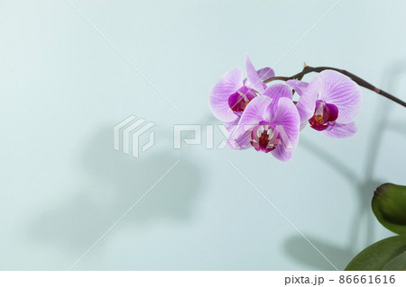 Beautiful green wood background with pink orchid and shadow. 86661616