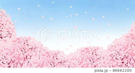 桜（背景素材） 86662200
