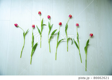 チューリップ 86662621