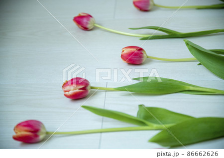 チューリップ 86662626