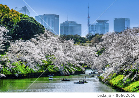 東京都 千鳥ヶ淵 満開の桜 東京都 千鳥ヶ淵 満開の桜 86662656