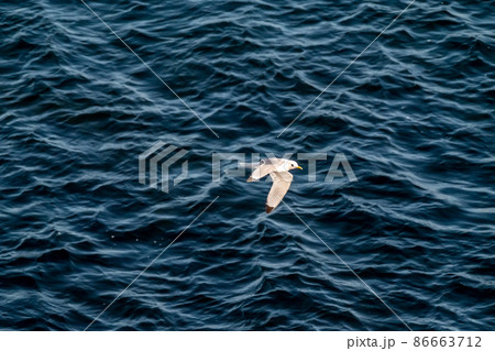 Single seagull flying in the sky in Ireland Single seagull flying in the sky in Ireland 86663712