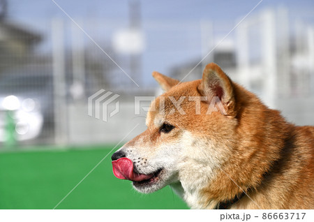 笑う豆柴の横顔のアップ　柴犬 86663717