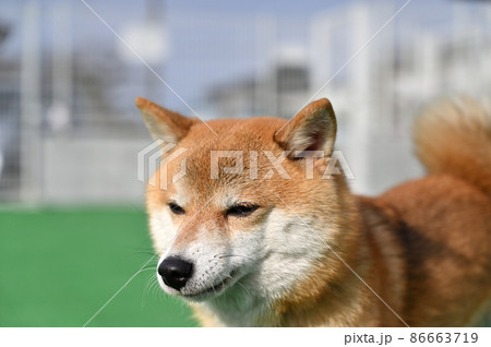 見つめる豆柴のアップ 柴犬 見つめる豆柴のアップ 柴犬 86663719