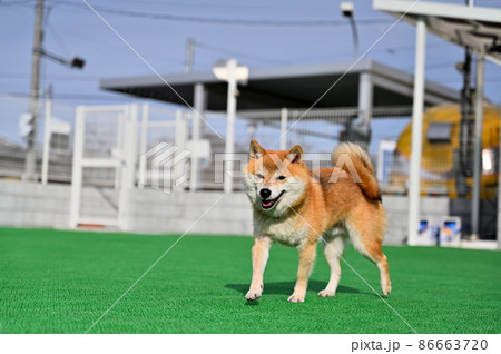 楽しい豆柴 柴犬 楽しい豆柴 柴犬 86663720