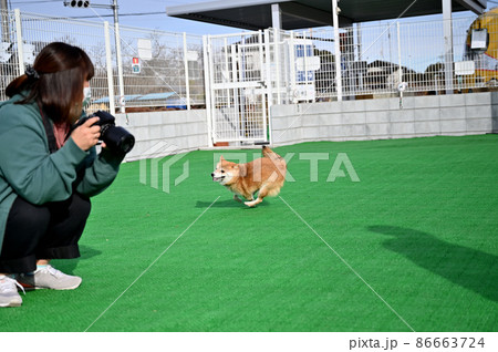 元気に走る豆柴とカメラで撮影する若い女性　柴犬 86663724