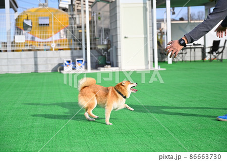 飼い主の男性と遊ぶ豆柴 柴犬 飼い主の男性と遊ぶ豆柴 柴犬 86663730