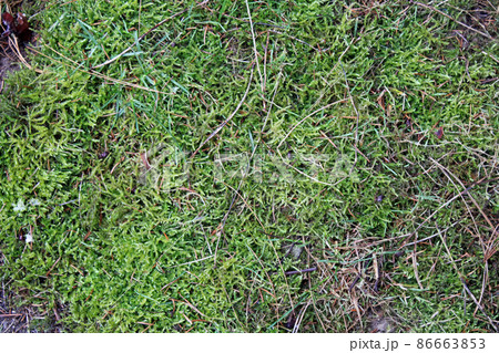 Winter morning and the green moss natural carpet at the countryside surrounding Zagreb, Croatia 86663853