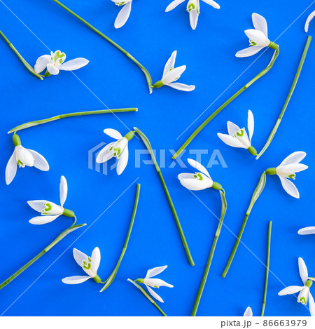 Snowdrop flower arranged on a blue background. Spring concept minimal pattern. Flat lay frame. 86663979