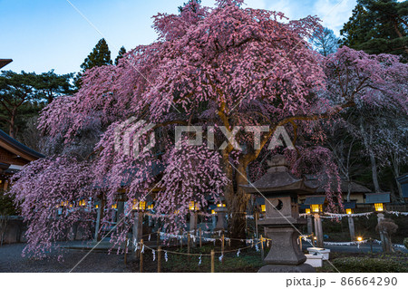 【福島県】 白河市 今宵の楽翁桜(らくおうざくら) 4月 【福島県】 白河市 今宵の楽翁桜(らくおうざくら) 4月 86664290