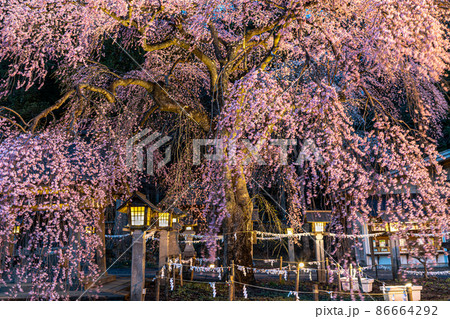 【福島県】 白河市 今宵の楽翁桜(らくおうざくら) 4月 【福島県】 白河市 今宵の楽翁桜(らくおうざくら) 4月 86664292