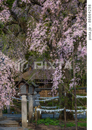 【福島県】 白河市　楽翁桜（らくおうざくら）　4月 86664298