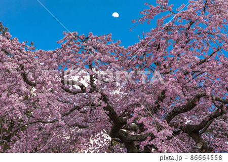 【福島県】 白河市　月夜の楽翁桜（らくおうざくら）　4月 86664558