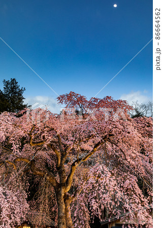 【福島県】 白河市　月夜の楽翁桜（らくおうざくら）　4月 86664562