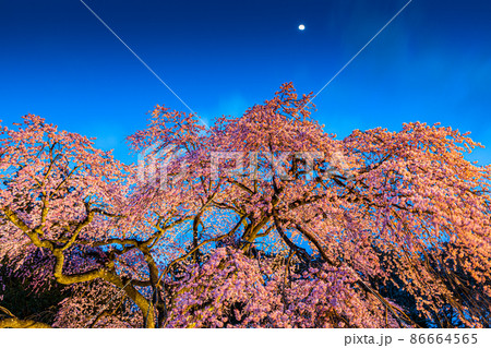 【福島県】 白河市 月夜の楽翁桜(らくおうざくら) 4月 【福島県】 白河市 月夜の楽翁桜(らくおうざくら) 4月 86664565