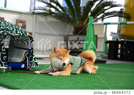 柴ドーナツ&ドッグランの看板犬のカブ店長 豆柴 柴犬 柴ドーナツ&ドッグランの看板犬のカブ店長 豆柴 柴犬 86664572