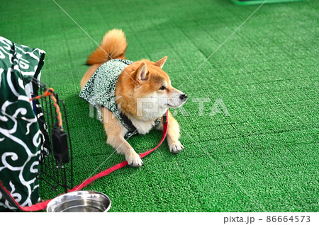 柴ドーナツ＆ドッグランの看板犬のカブ店長　豆柴　柴犬 86664573