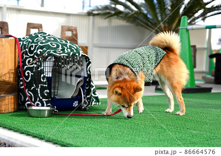 柴ドーナツ＆ドッグランの看板犬のカブ店長　豆柴　柴犬 86664576