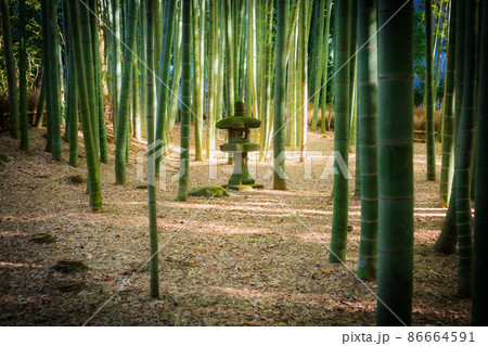 鎌倉　報国寺　竹の庭 86664591