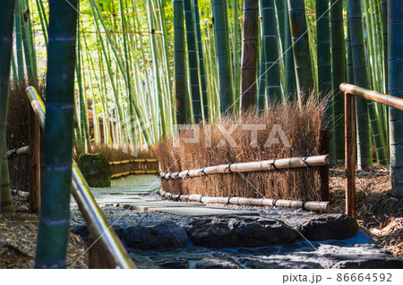 鎌倉 報国寺 竹の庭 鎌倉 報国寺 竹の庭 86664592